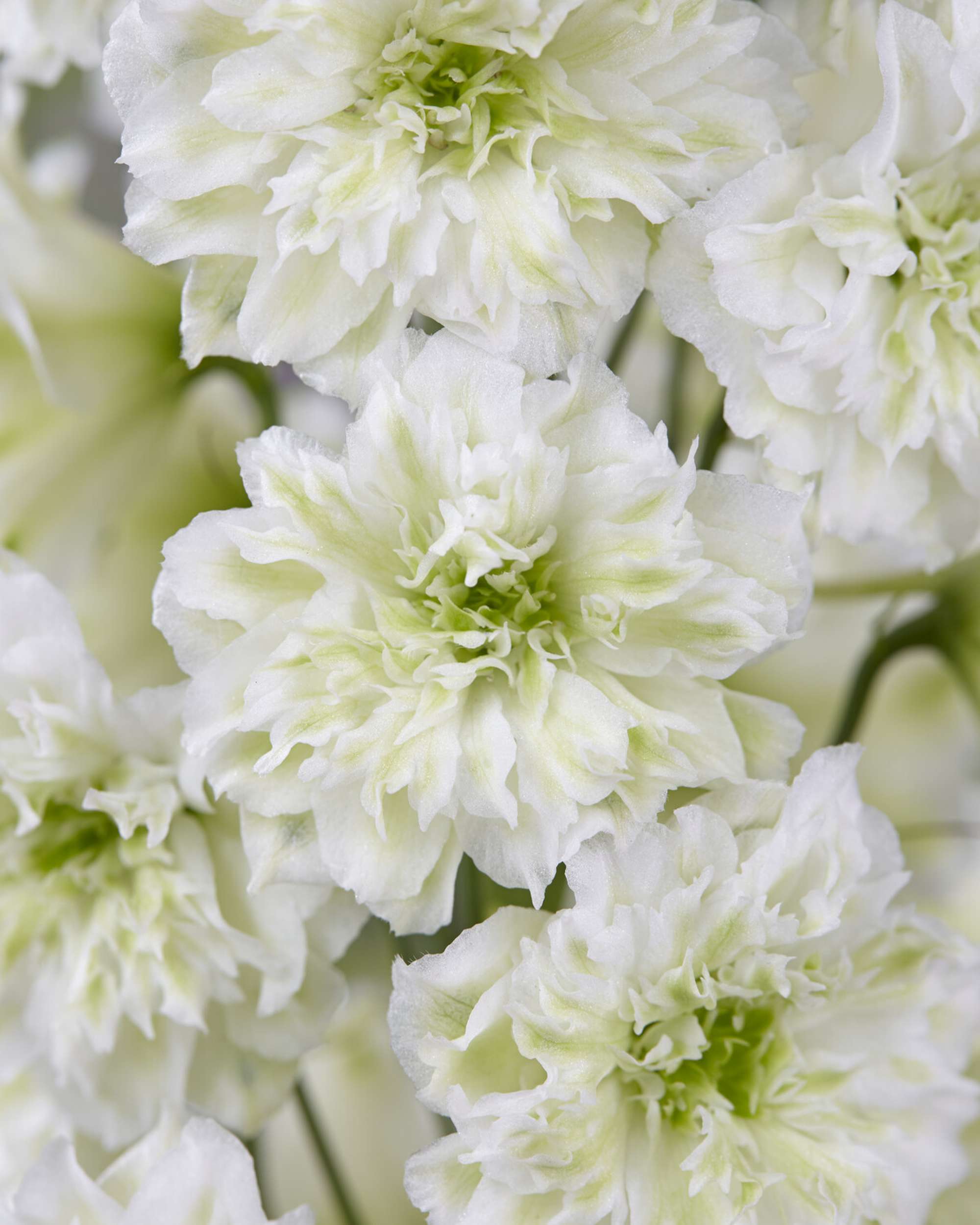 Riddarsporre 'Highlander Morning Sunrise'